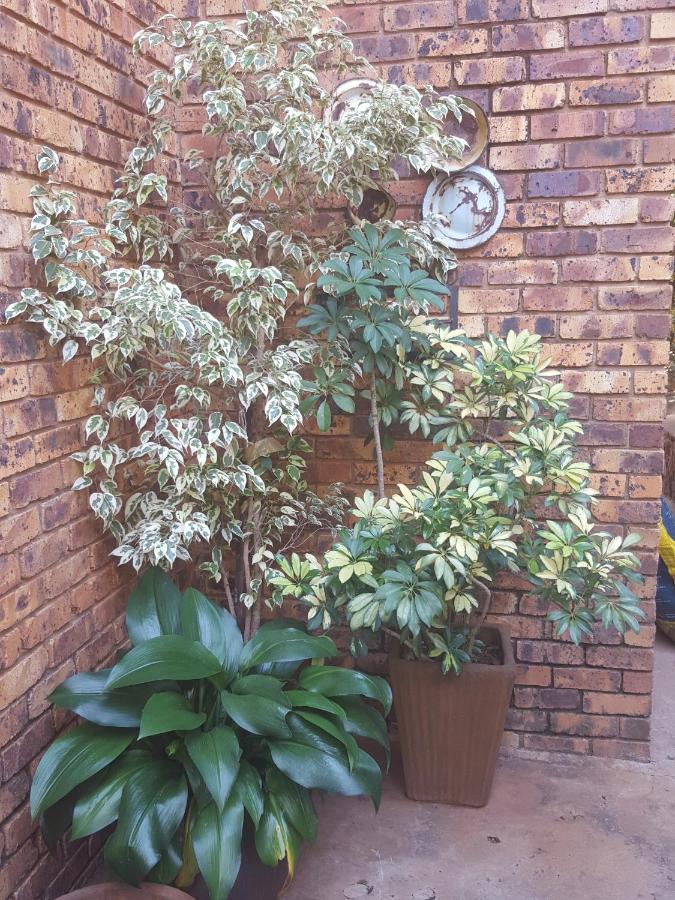 Grace Place Bnb Pretoria Bed and Breakfast Exteriör bild